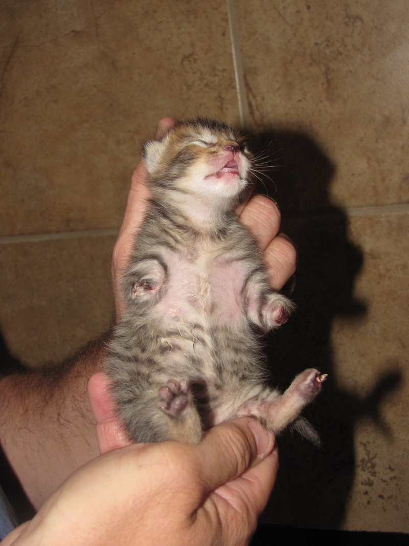 Illustration for article titled Mercury the two-legged cat does the world's cutest T. rex impressions